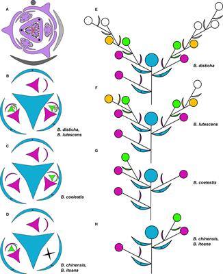 Structure and Development of Flowers and Inflorescences in Burmannia (Burmanniaceae, Dioscoreales)